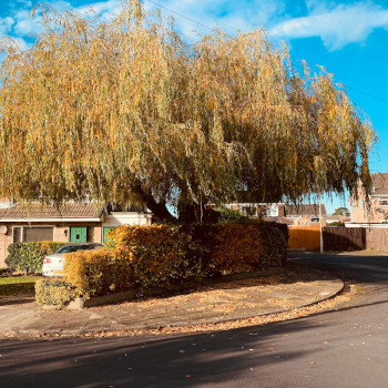 Willow Tree with falling leaves
